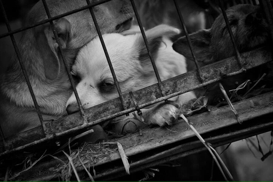 Korean_Puppies_Pressed_against_cage.jpg