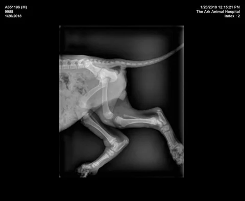 X-rays taken at The Arc Animal Hospital.