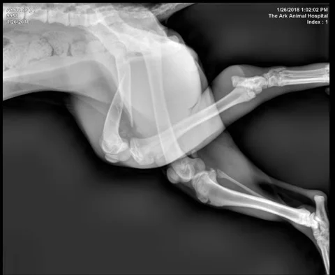 X-ray of 8 month old Rottweiler's fractured bones.