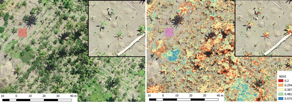 Middle Ramu Cocoa Block Mapping