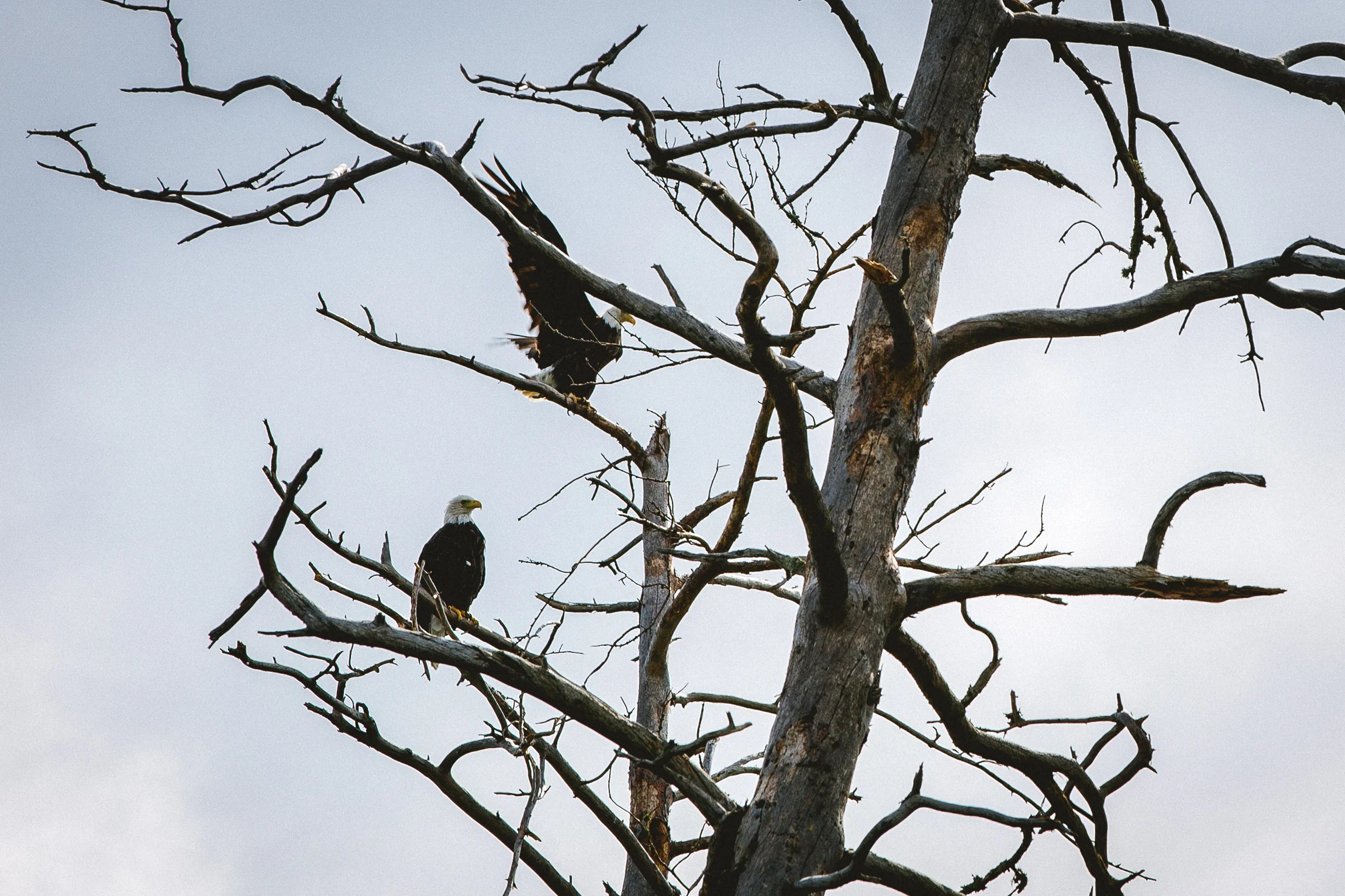 Jen_Montgomery_Photography_Boundary_Waters-30.jpg