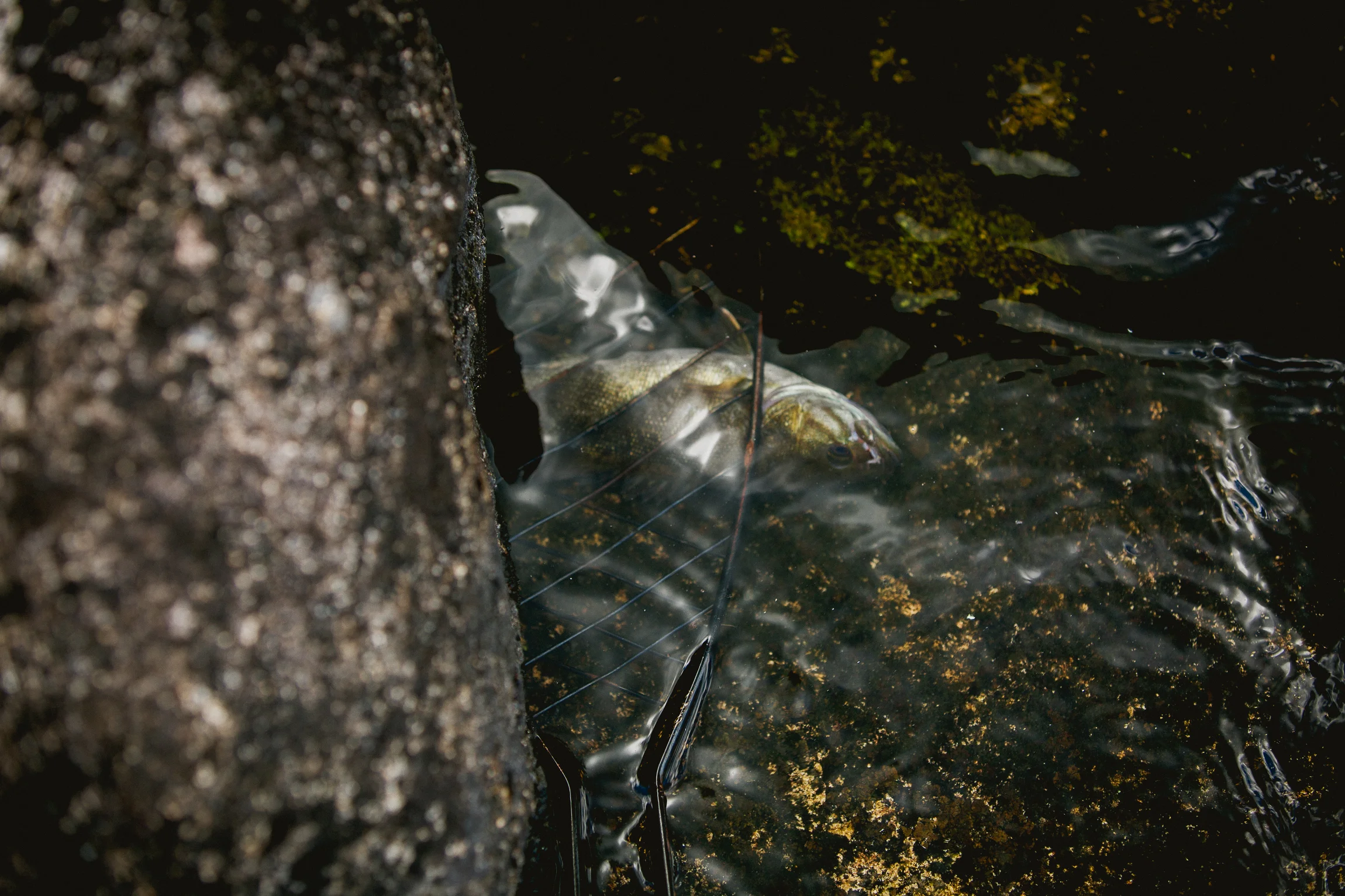 Jen_Montgomery_Photography_Boundary_Waters-35.jpg