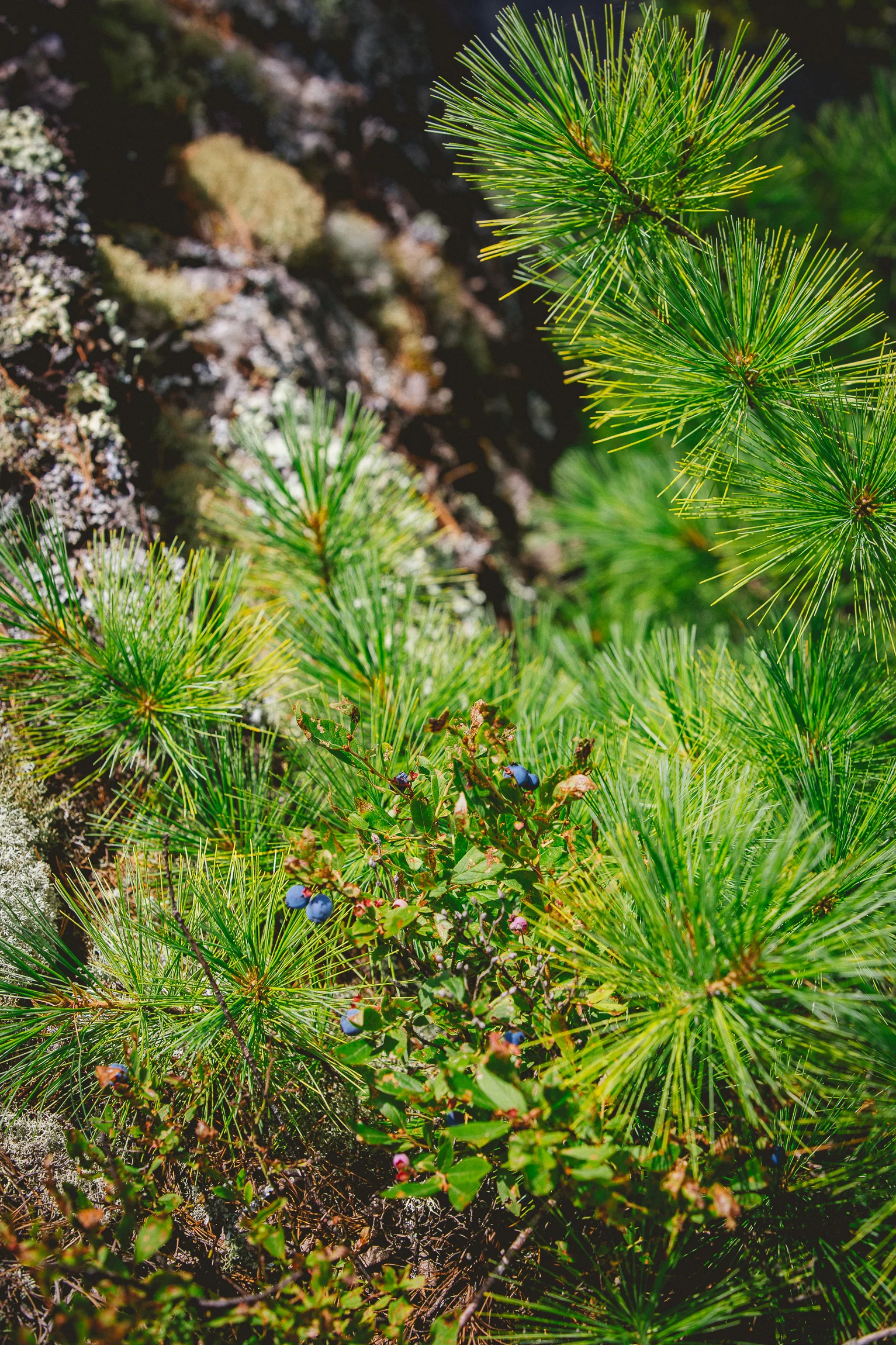 Jen_Montgomery_Photography_Boundary_Waters-39.jpg