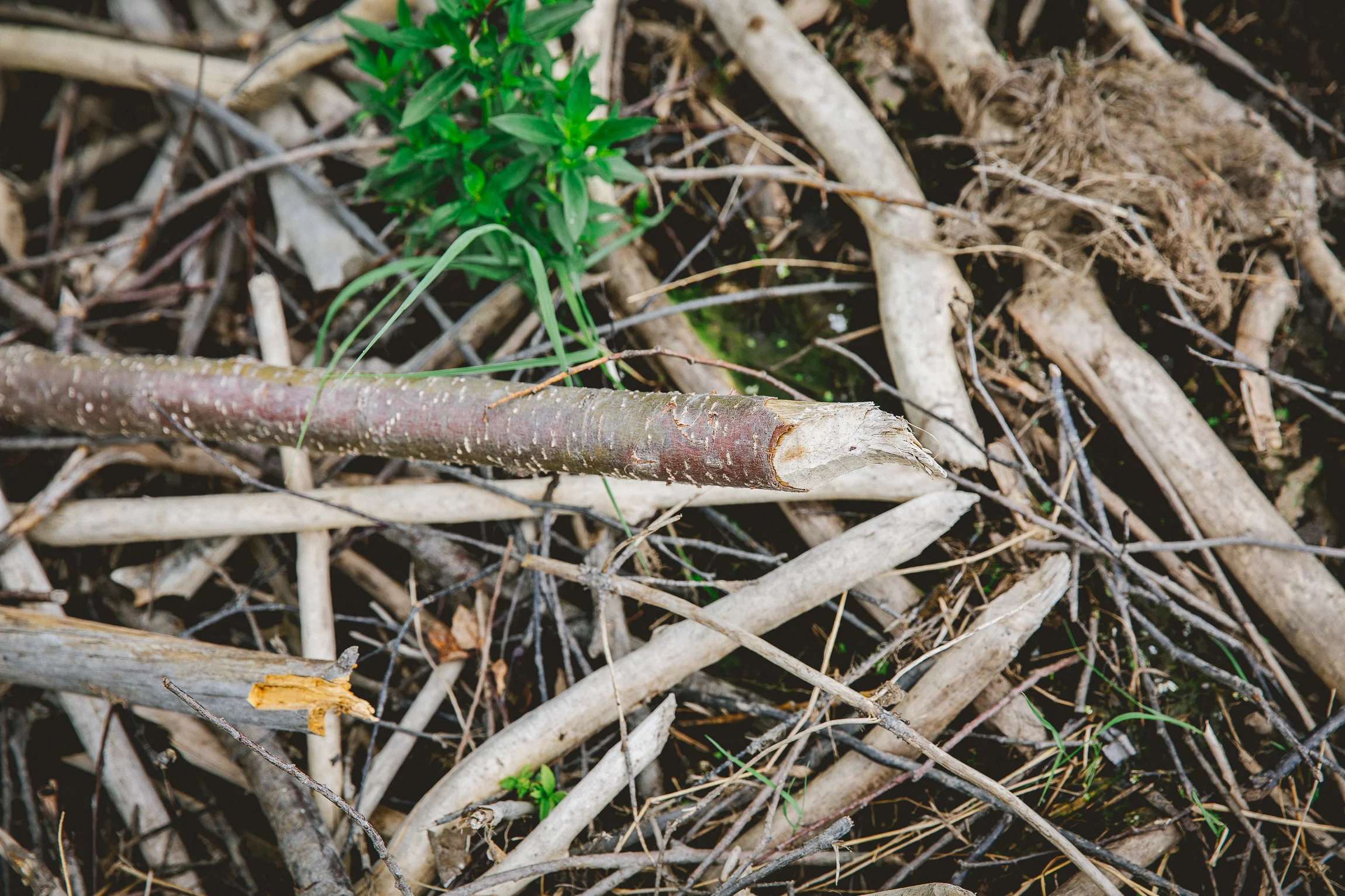 Jen_Montgomery_Photography_Boundary_Waters-42.jpg