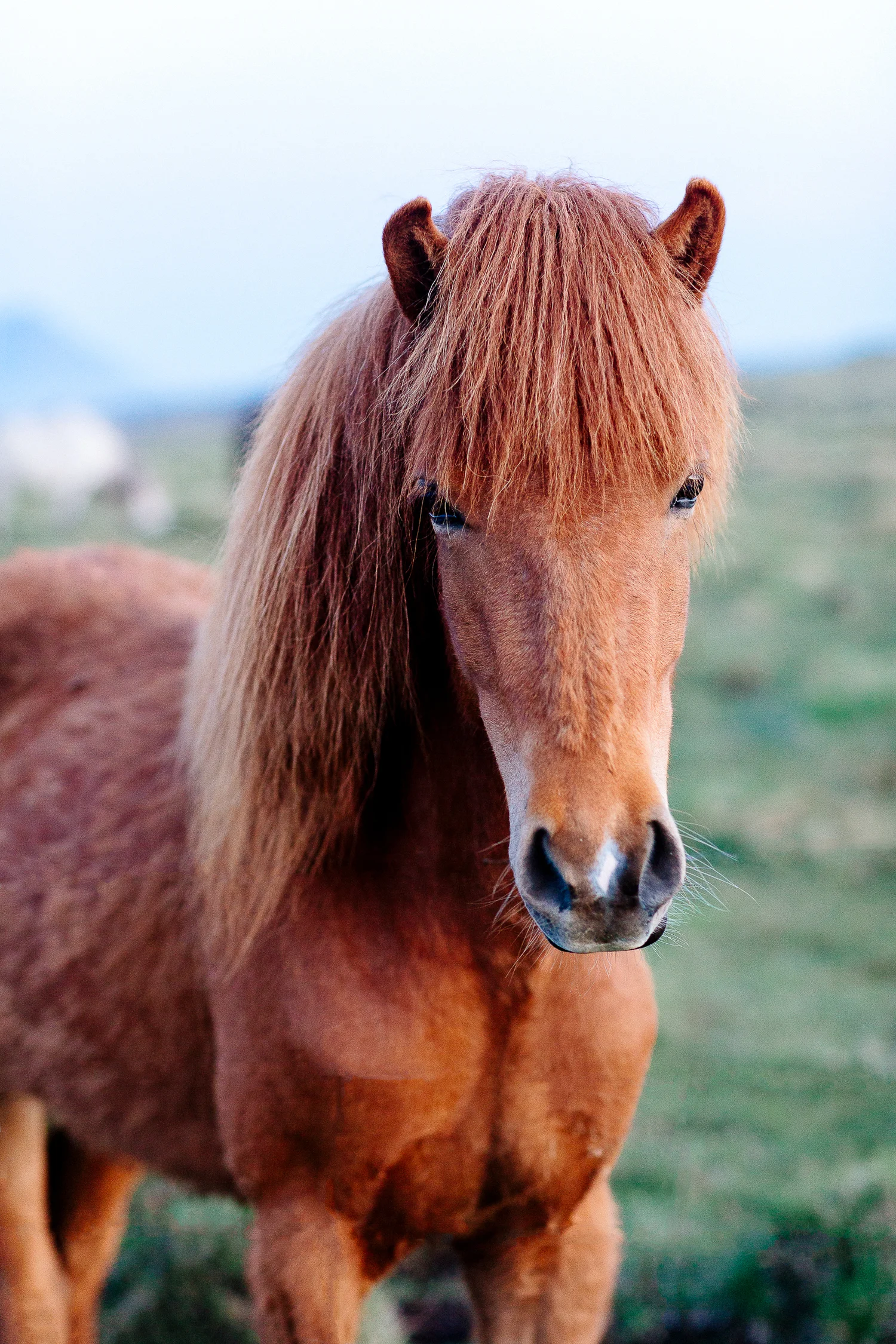 Iceland Horse | Travel
