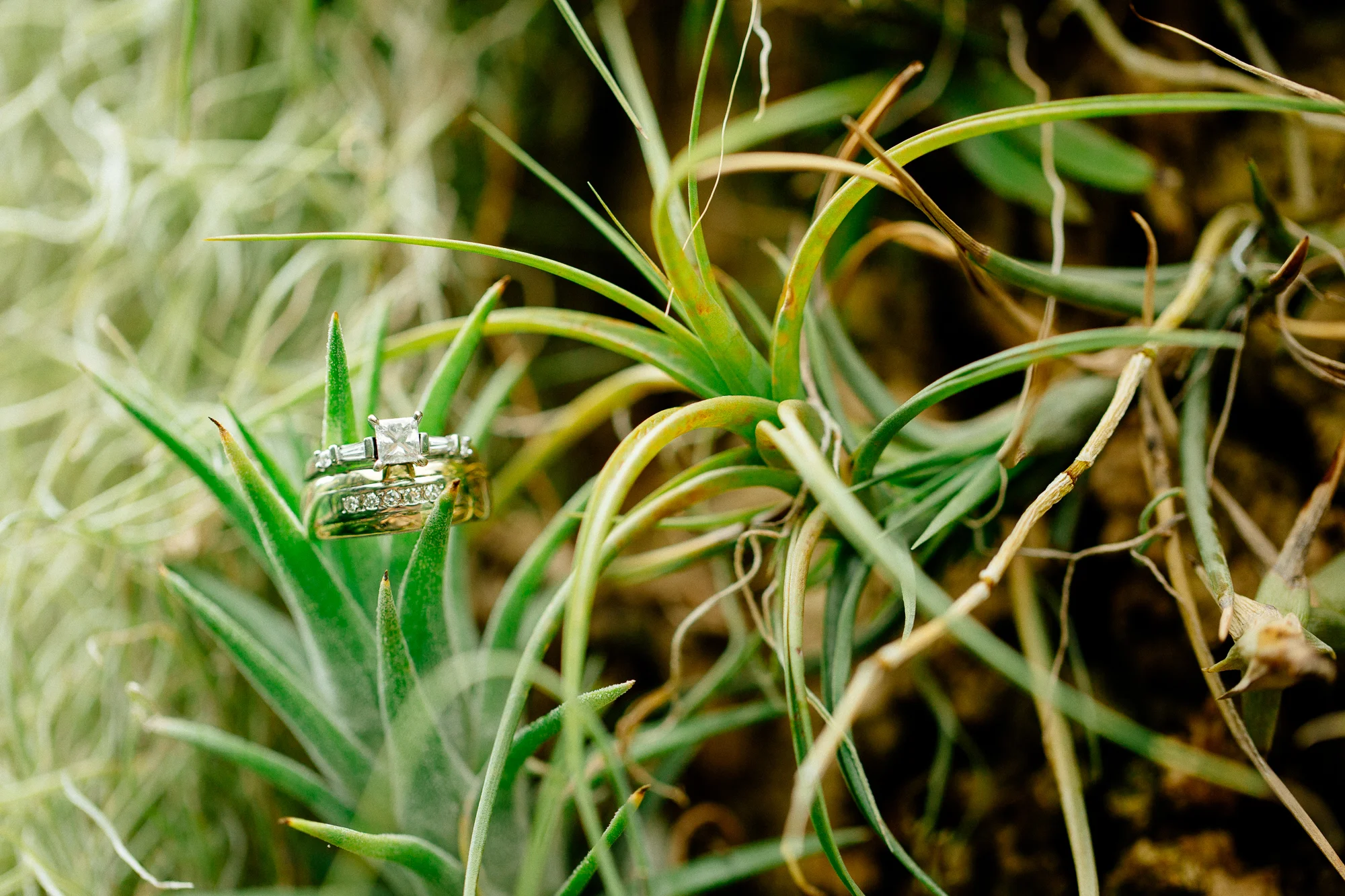 Chris & Jesse | Wedding