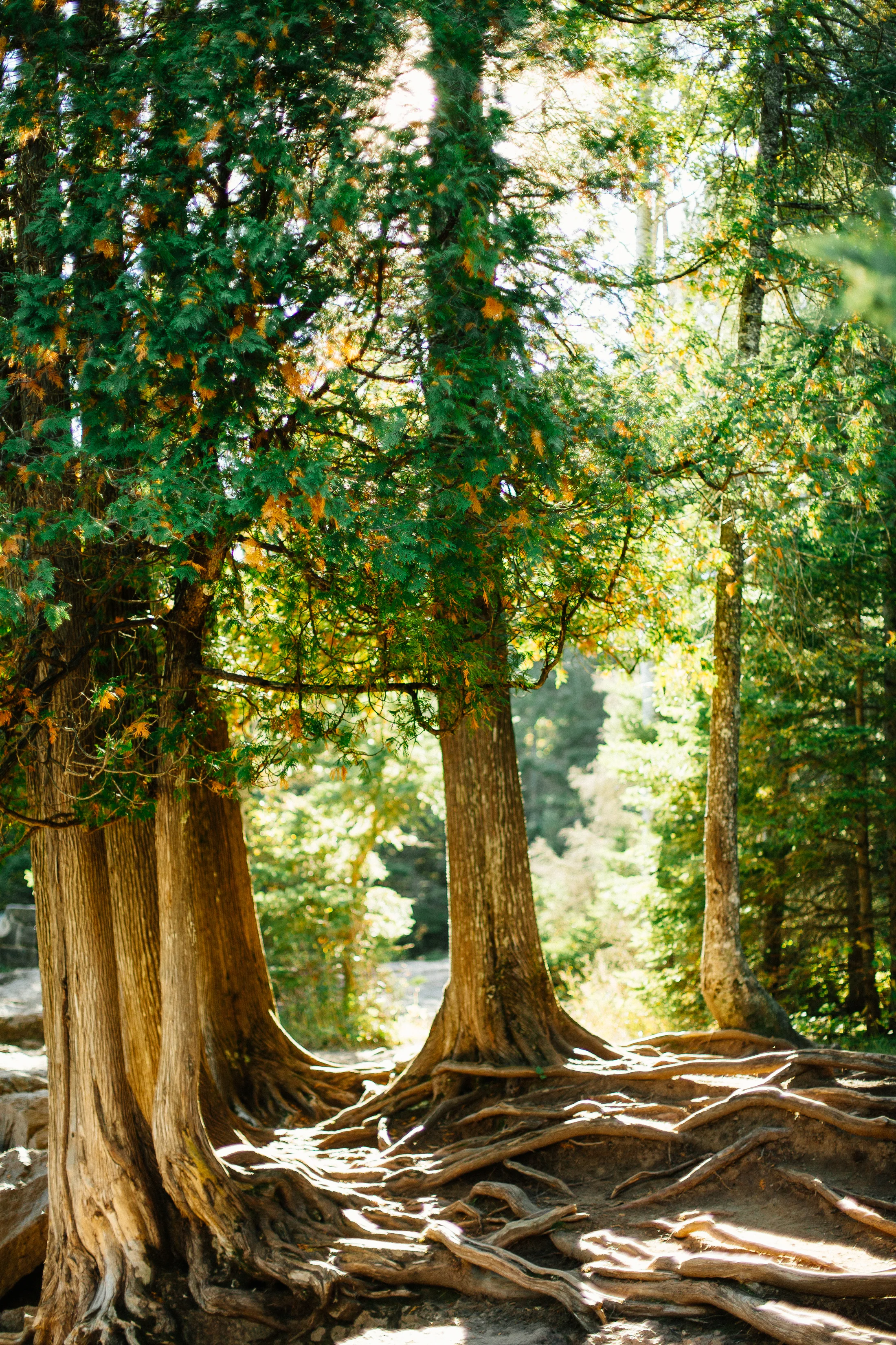 Jen_Montgomery_Photography_JenJoeEngagement-1.jpg