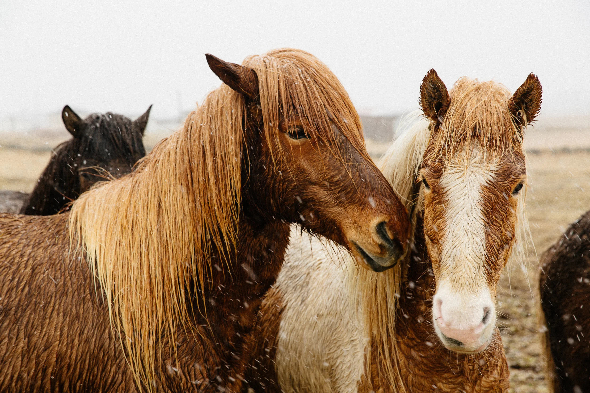 Jen_Montgomery_Photography_UK_Wales_Ireland_Iceland_FB-421.jpg