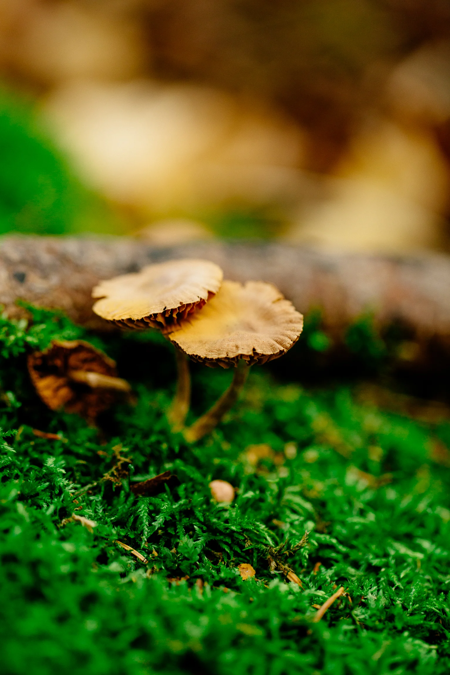 Jen_Montgomery_Photography_northshoreday1-34.jpg