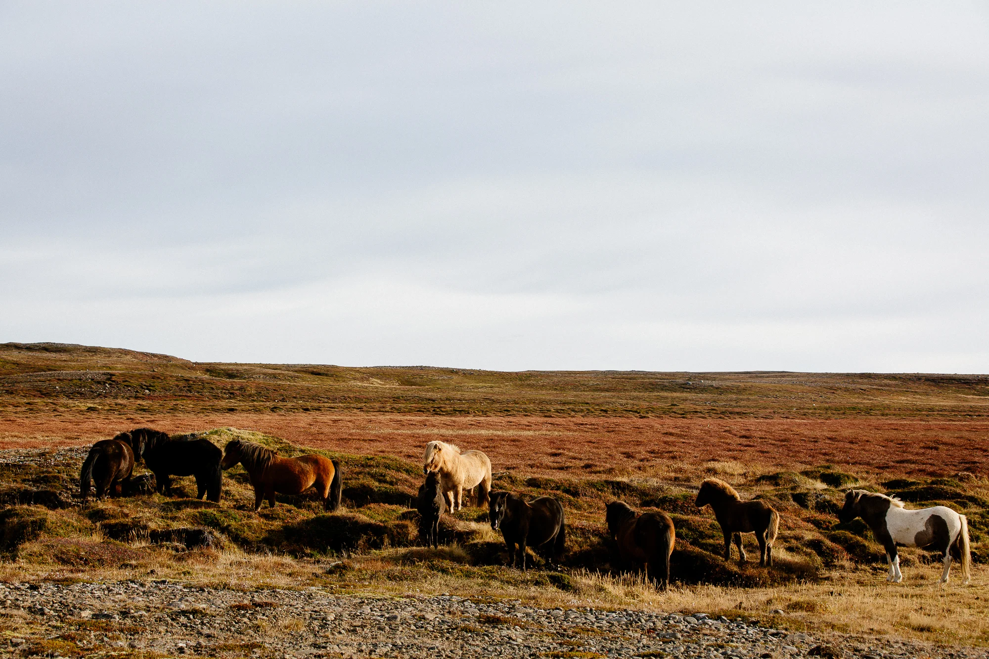 Jen_Montgomery_Photography_AlexJen_LondonIceland_Fb-61.jpg