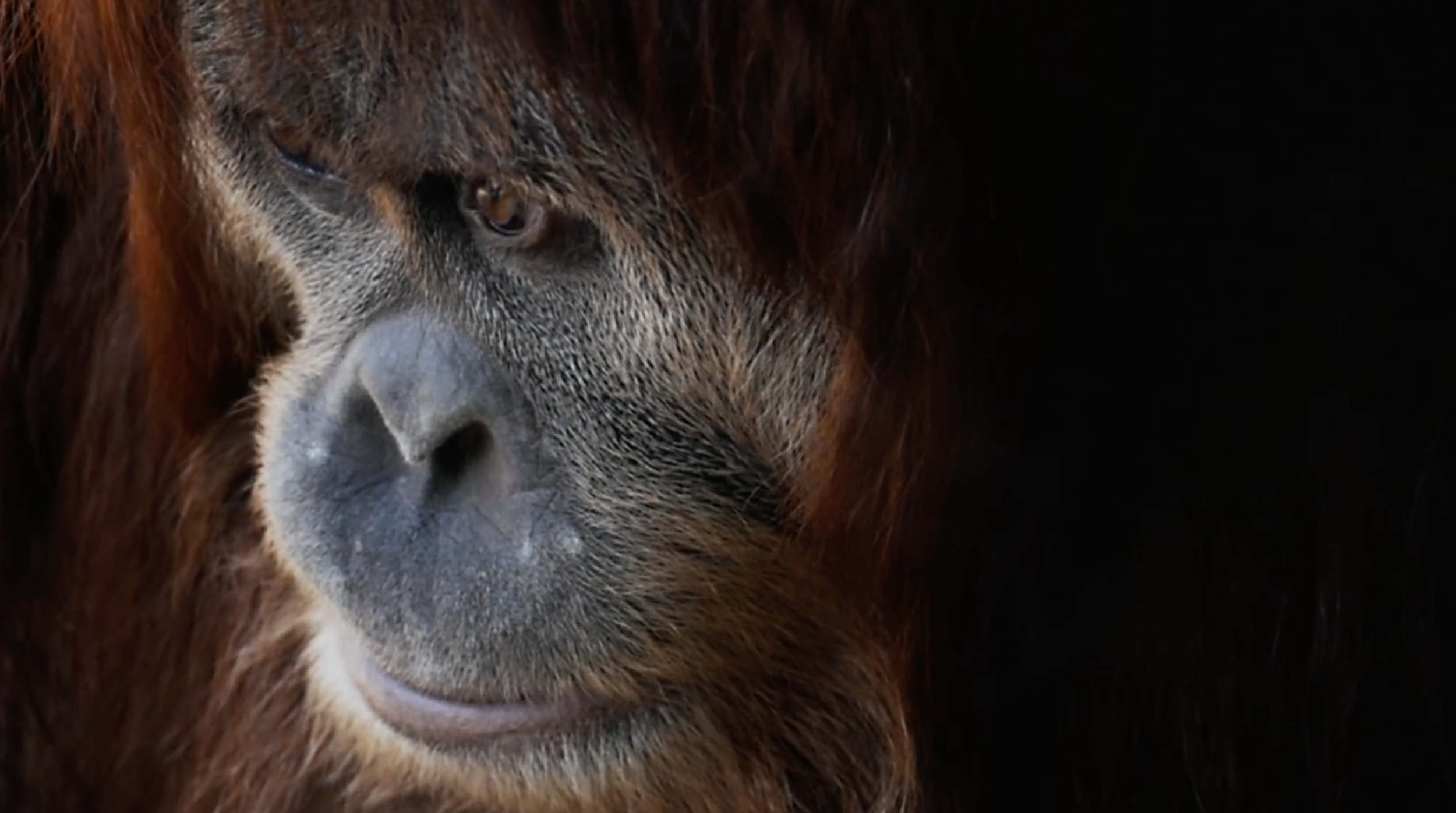 WWF-Fight for your world.png