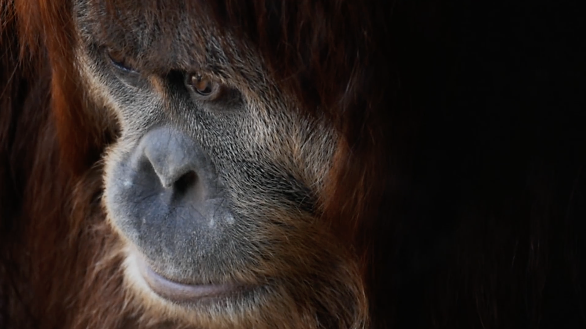 WWF - Fight For Your World