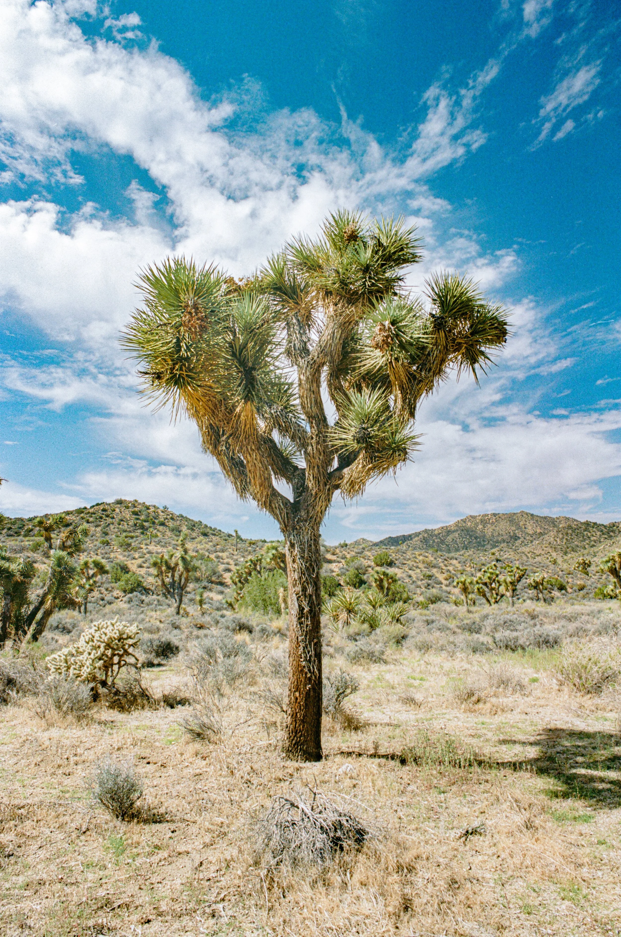 Joshua Tree National Park