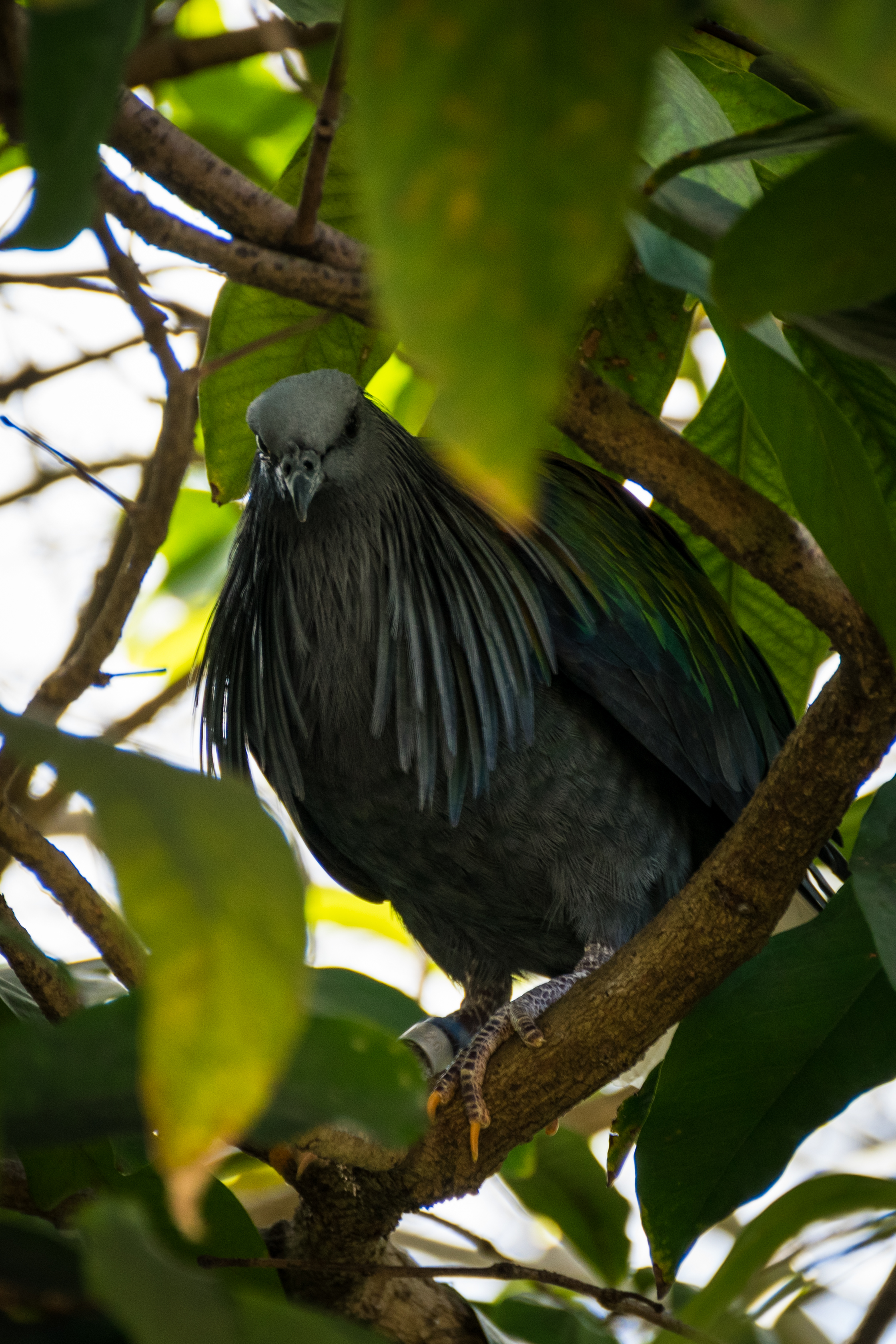 Don't mess with this guy, he's a Nicobar Pigeon