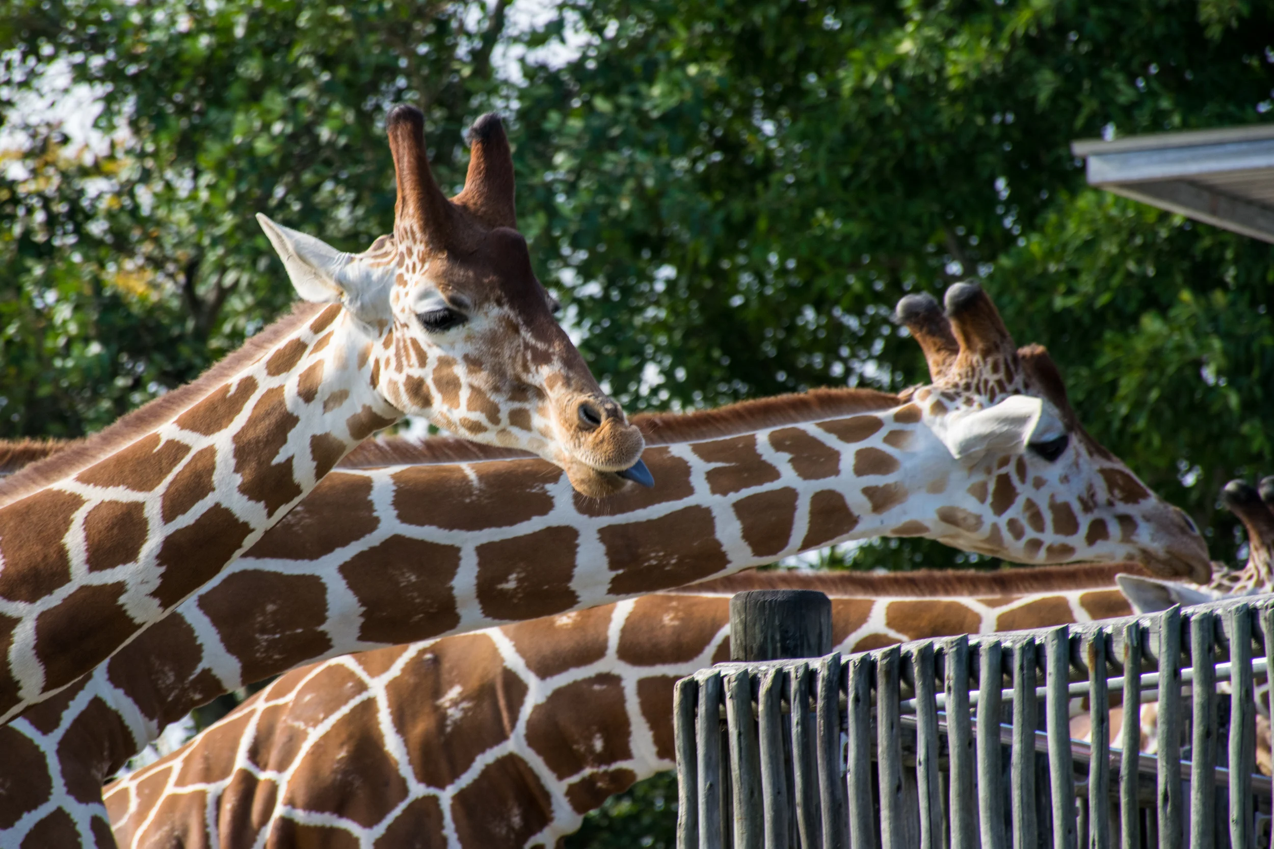 Zoo Miami: Safari in the City