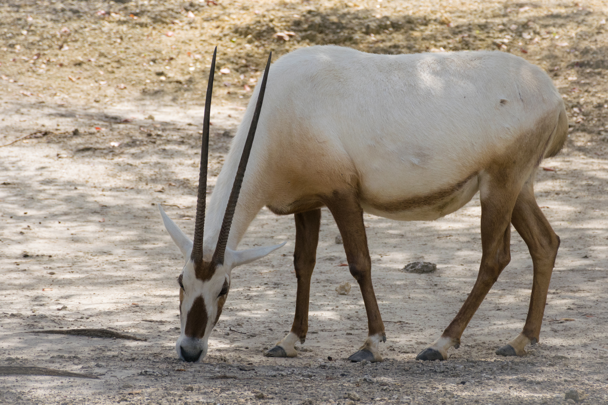An Arabian Oryx , just munching away. 