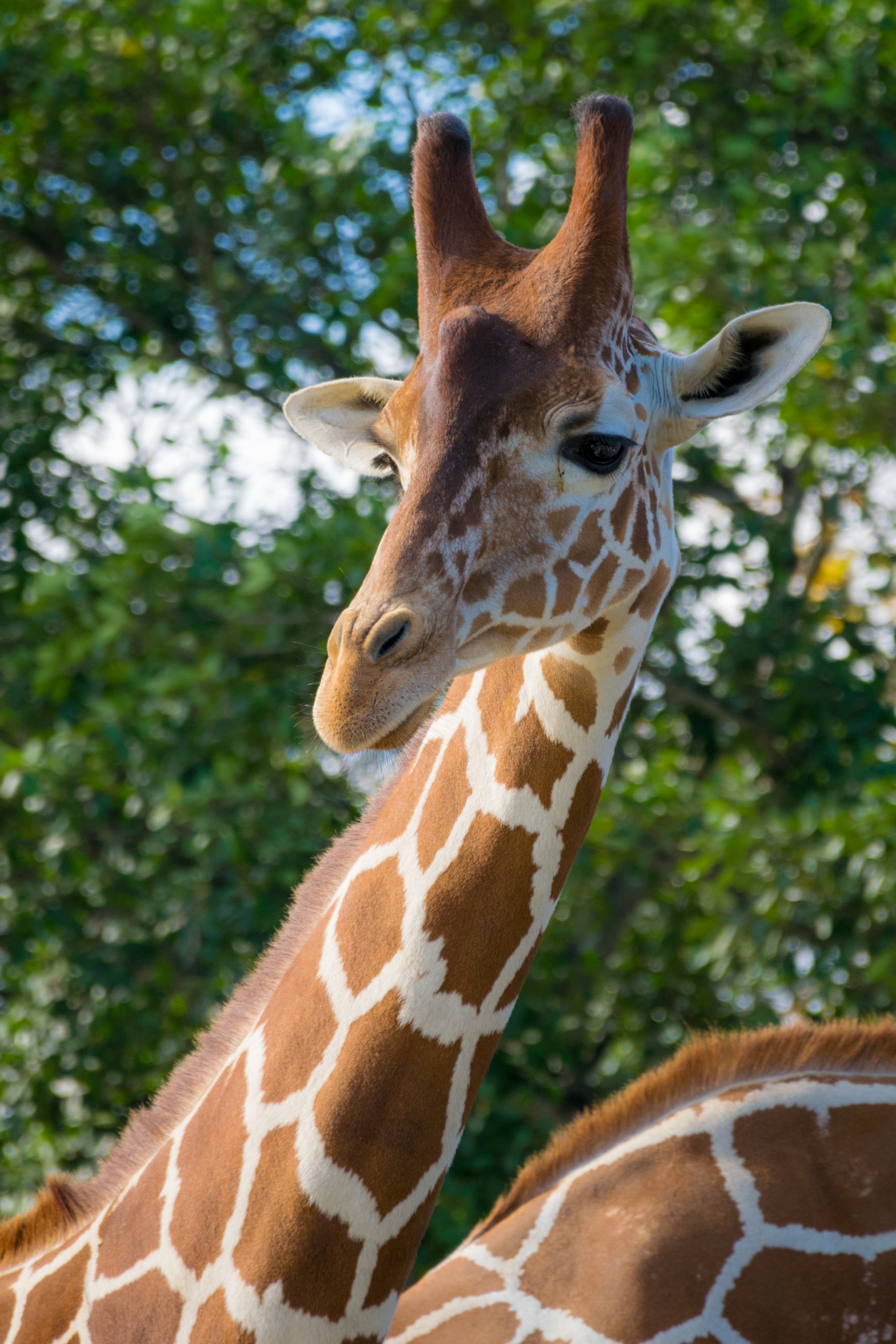 A giraffe posing for me