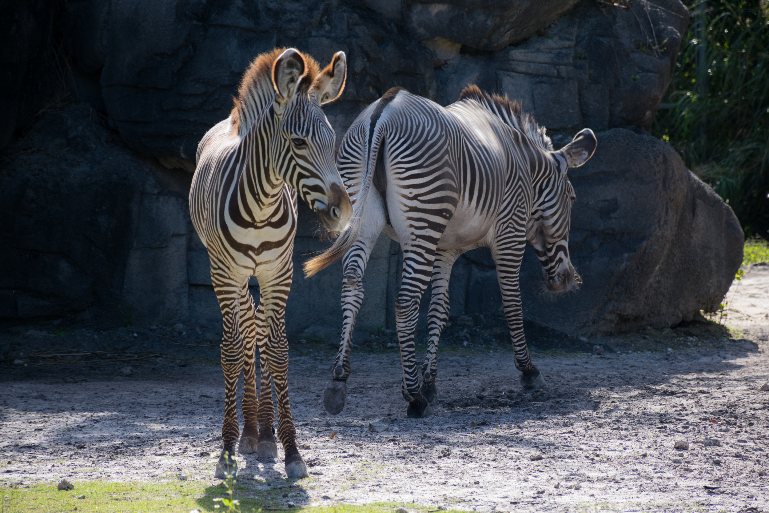 A pair of Grevy's zebras