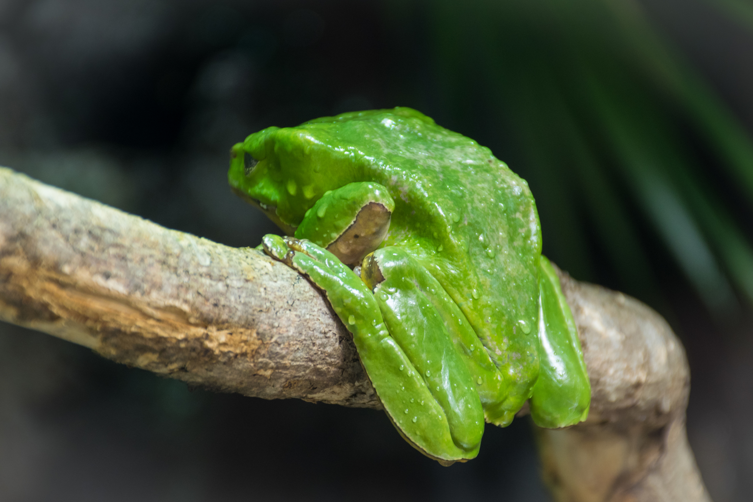 A super shy Giant Waxy Monkey Frog