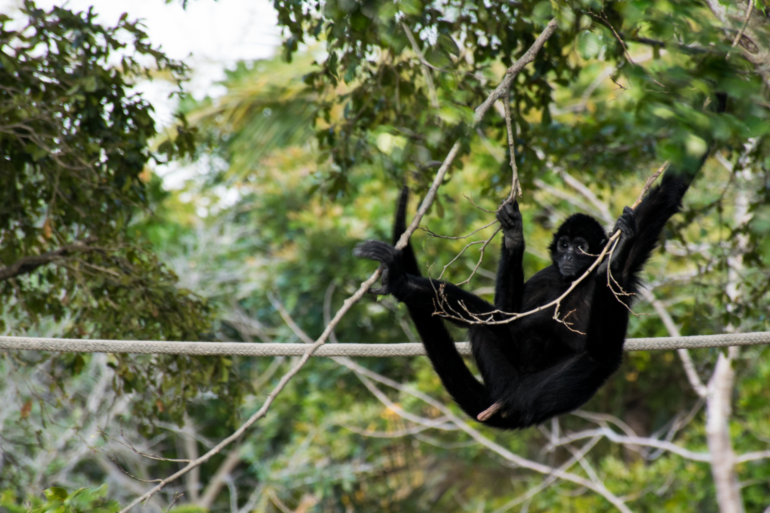 Hanging around with a swinging Spider Monkey