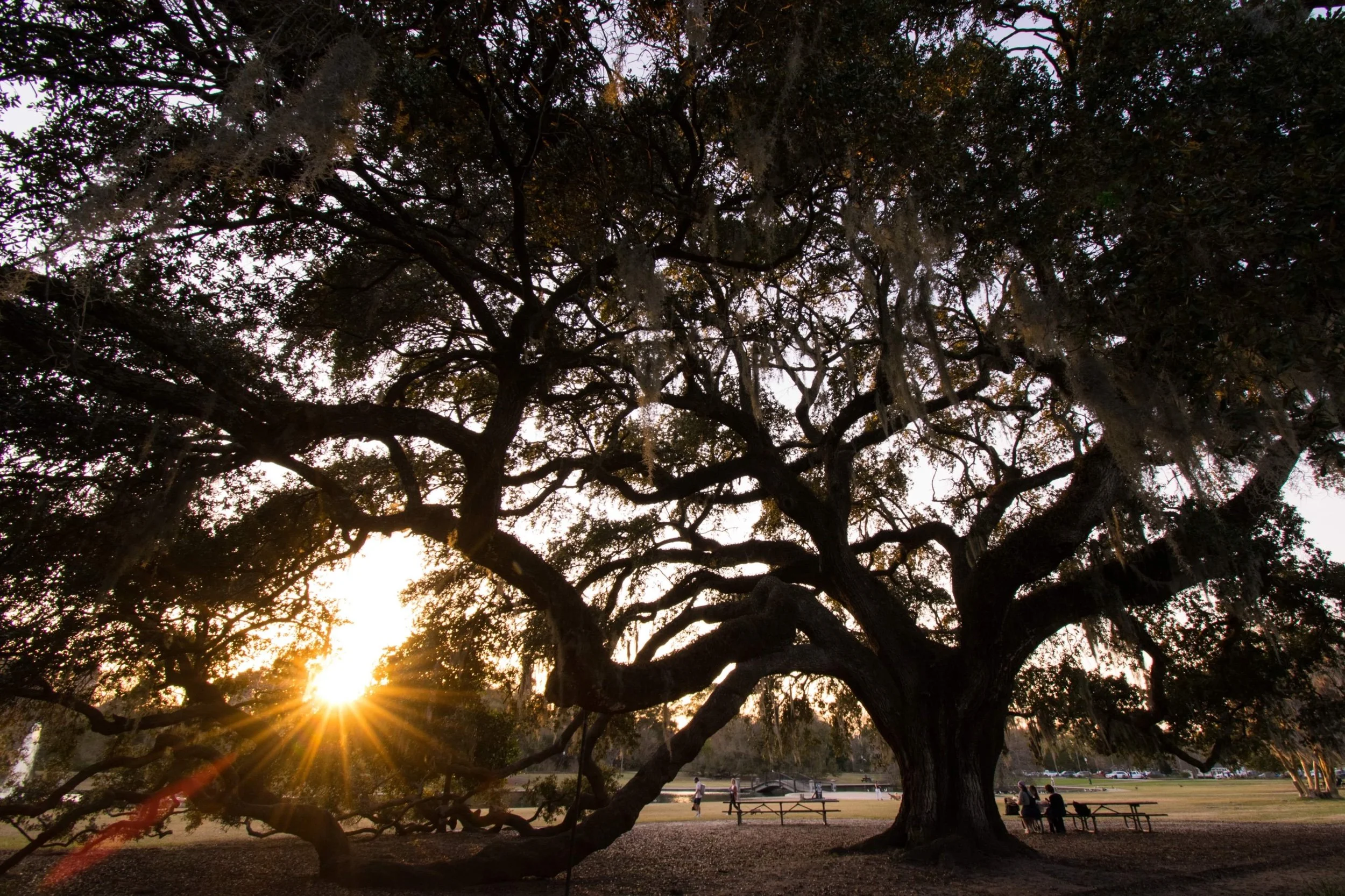 The Final Choice - Part 2: Moving to Charleston