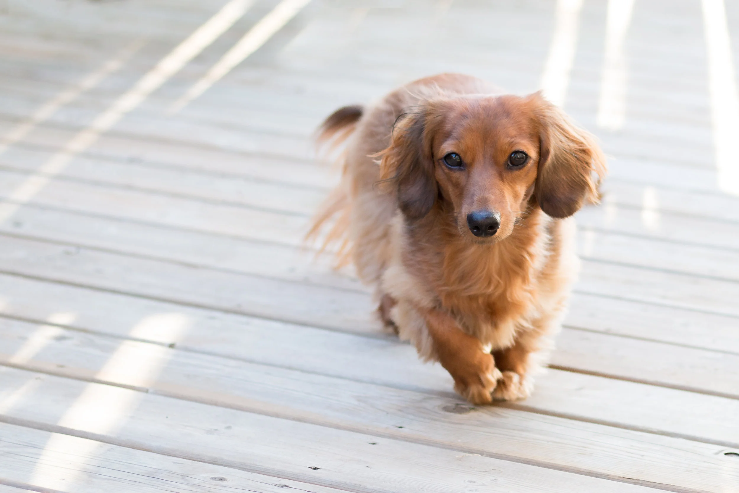 emilysotiphotography-puppers-9.jpg