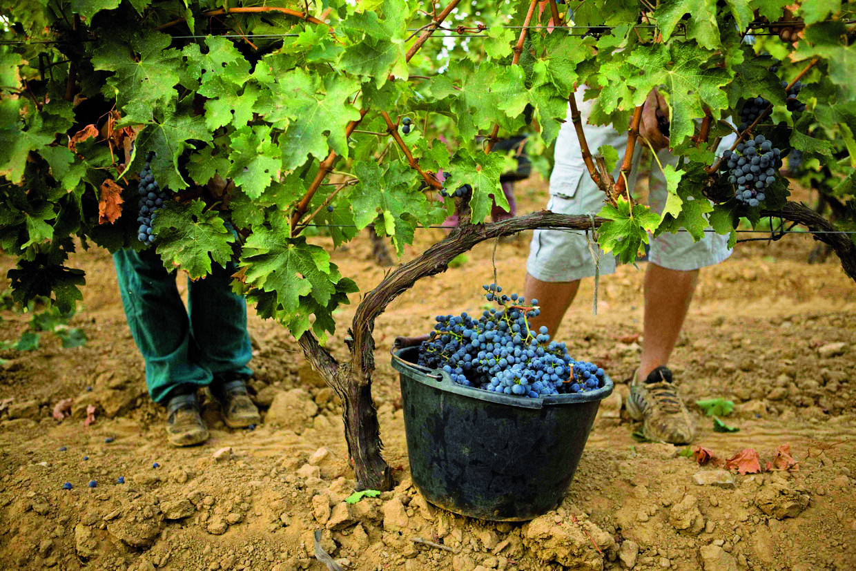 grapes.jpg
