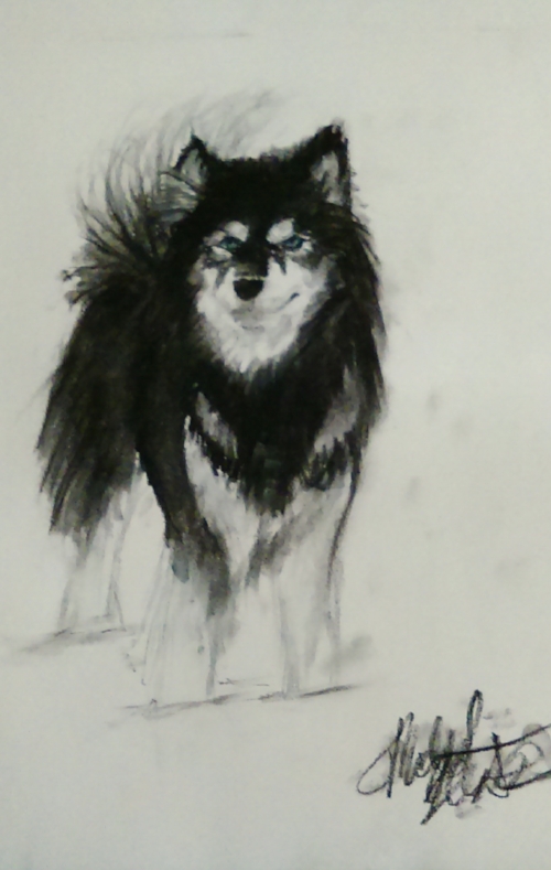 Malamute