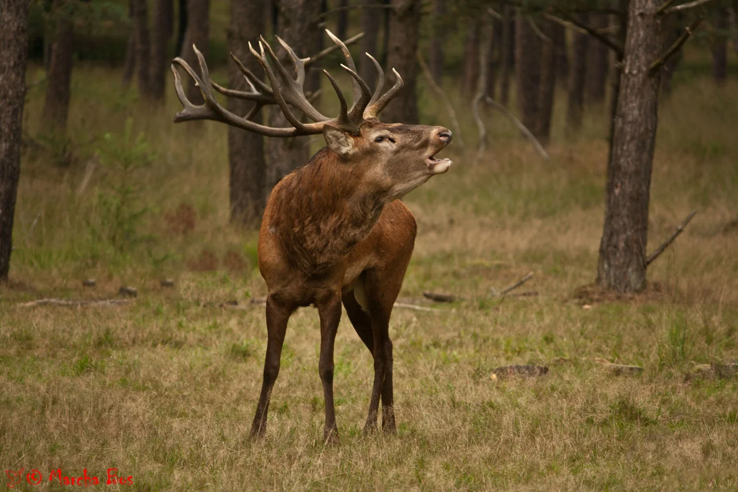 IMG_8931-1.jpg