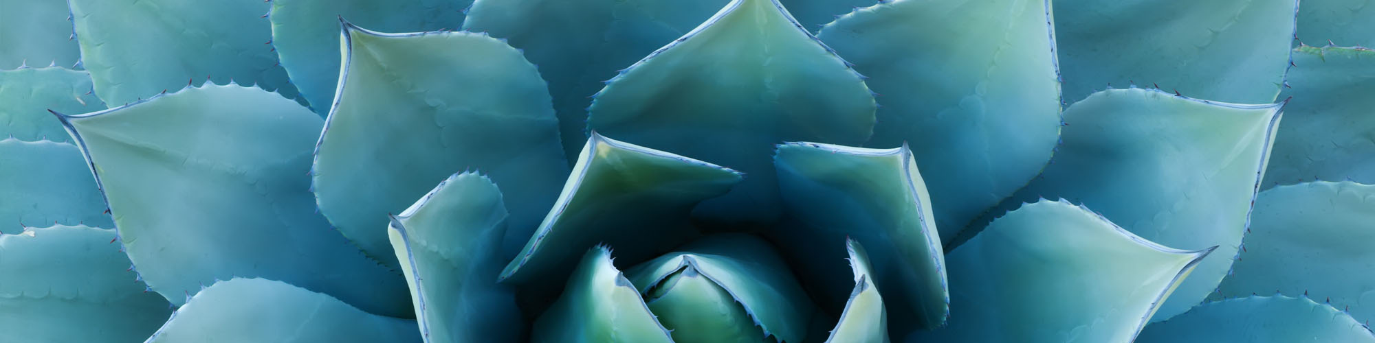 botany-header.jpg
