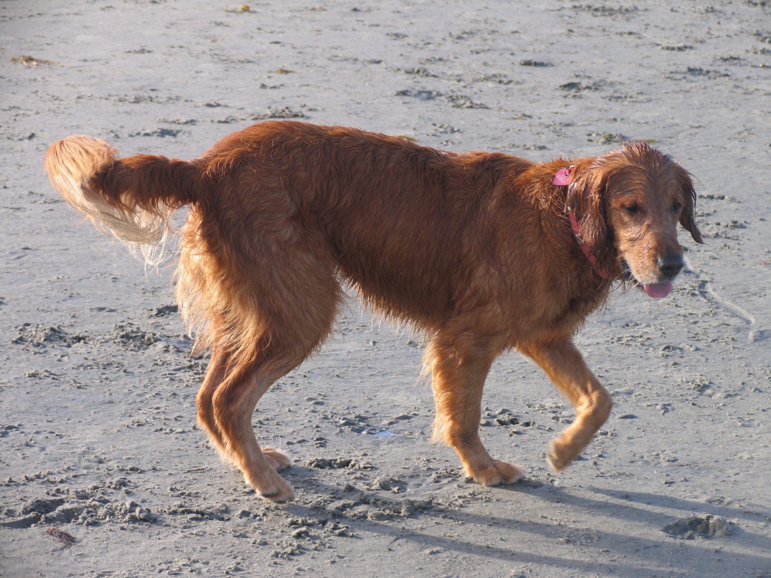 Pearl the Golden... loving the sands and Ocean... origin of our elemental bodies.