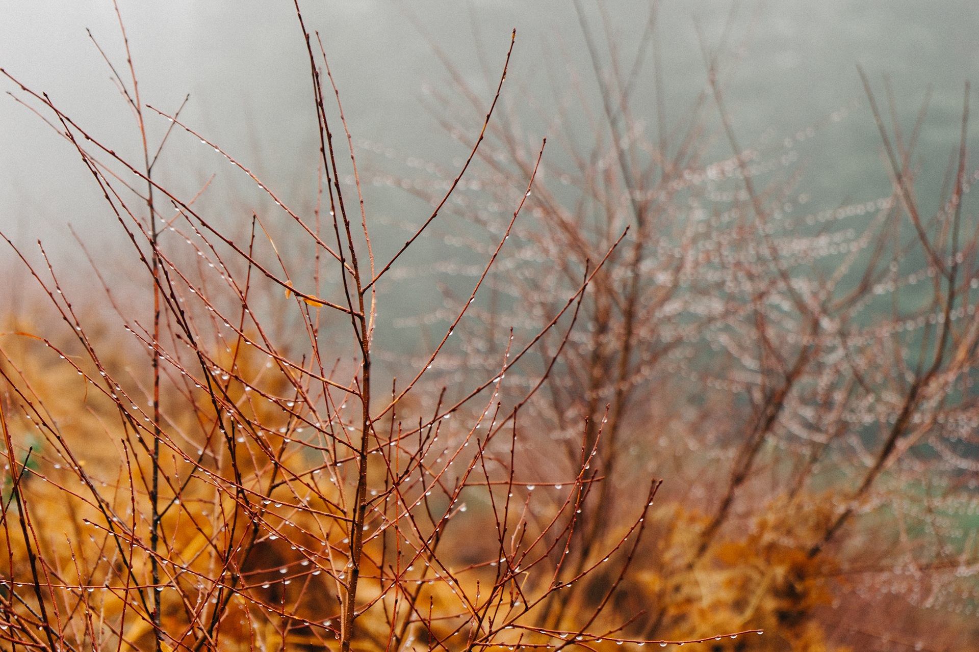 rainy-branches-dew-rain.jpg
