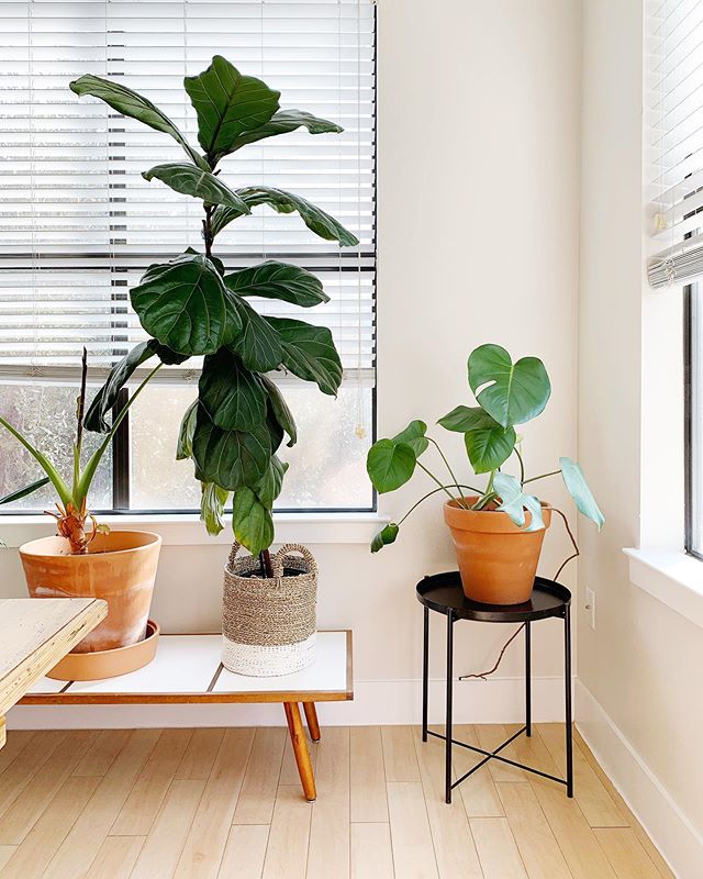 This urban jungle! 😻 We brought back Shelby&rsquo;s coffee table from Nashville and it&rsquo;s worked perfectly for our plants! 🙌🏻 How did I somehow capture the one corner of our apartment that isn&rsquo;t covered in tinsel?! I promise I&rsquo;ve 