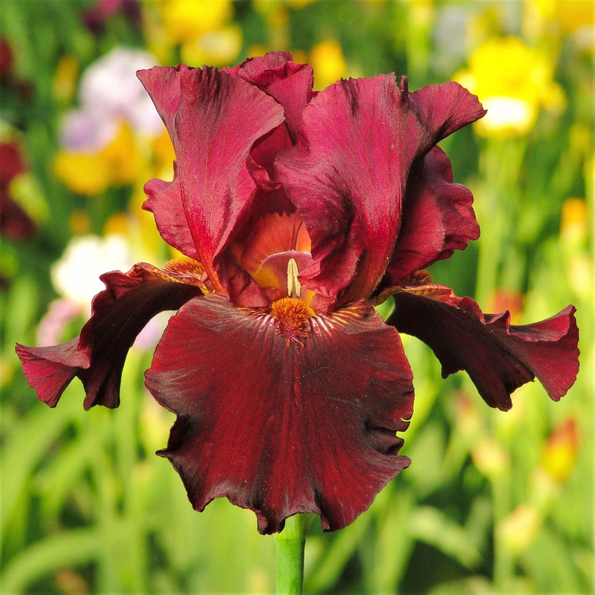 Bearded_Iris_Bernices_Legacy.SHUT.jpg