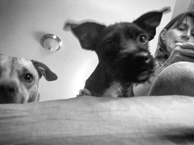 #frankiedog #kingofthehouse #🐾 #👑 #loriandherdogs #buddyintheshadows