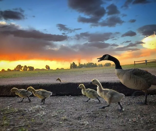 #gander and #goslings at sunset #latergram