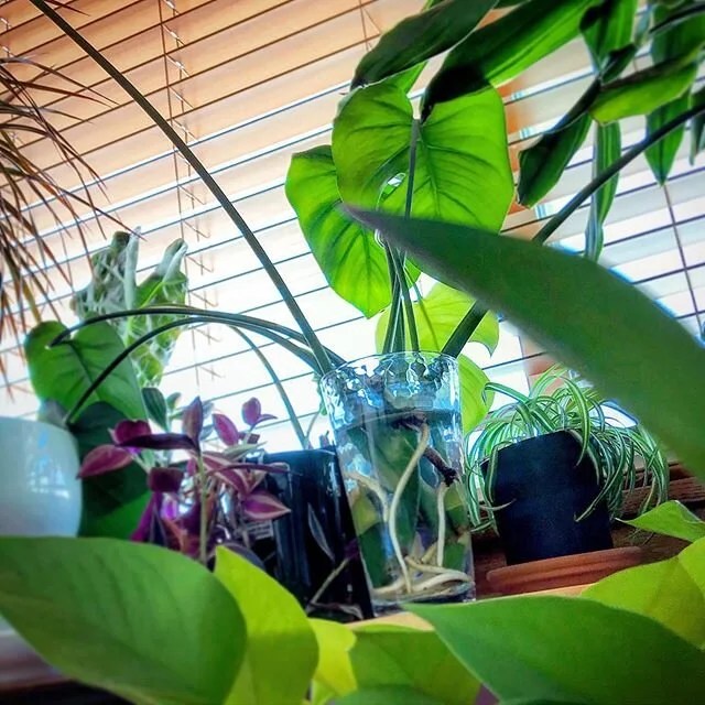 #monsteradeliciosa rooting in glass of water.