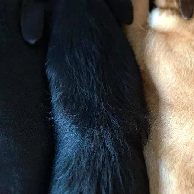 #frankiedog in between #MaxandBuddy #afternoonnap #happydogsclub