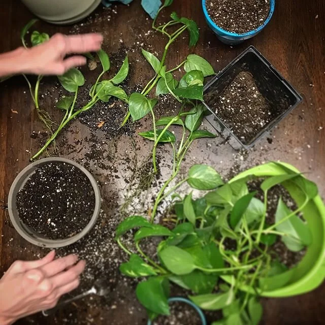 #plantmagic #lorisplants