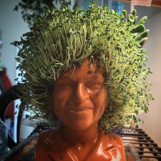 #rose is looking good today!
#lorisplants #goldengirls