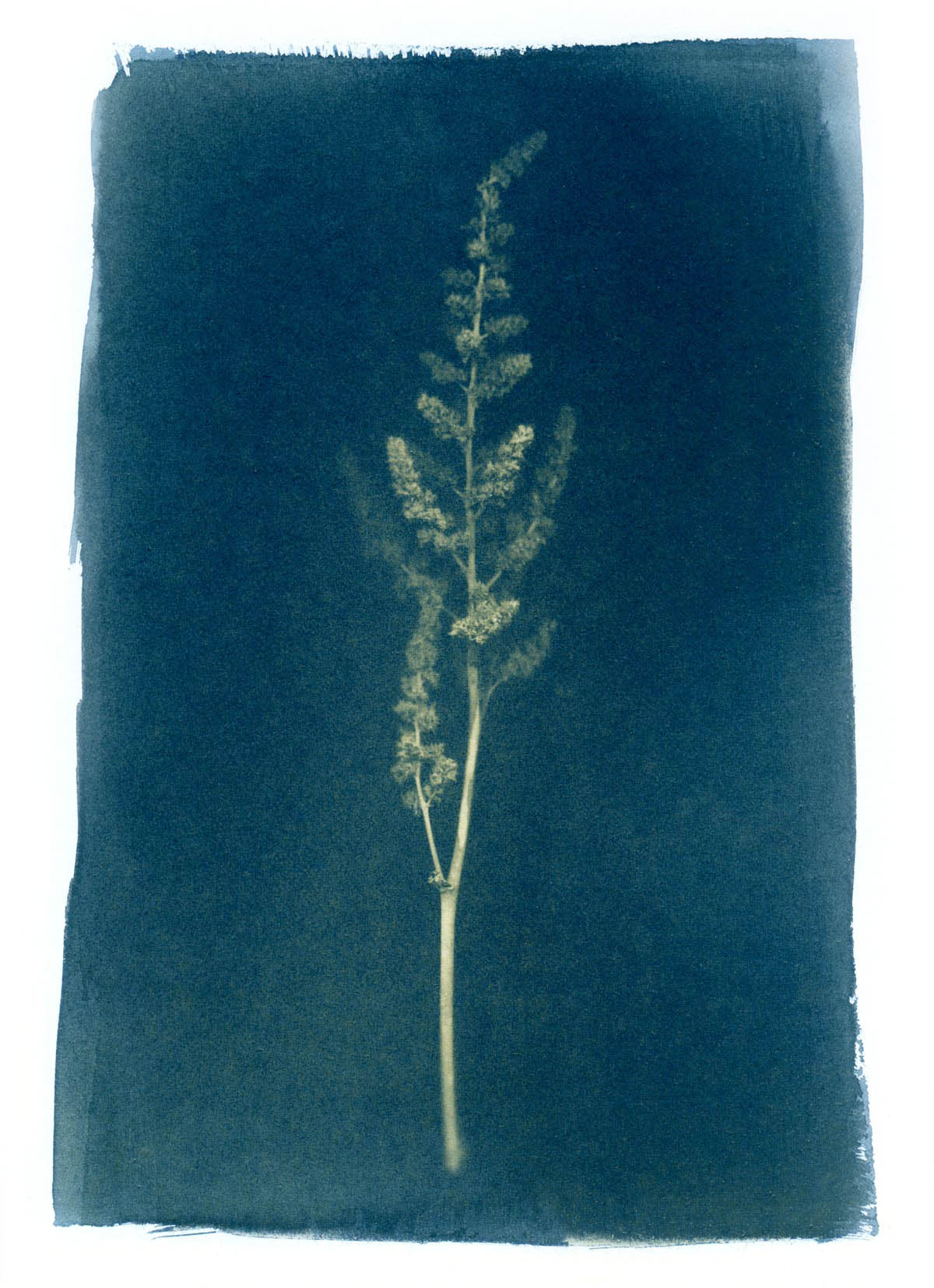  Cyanotype 