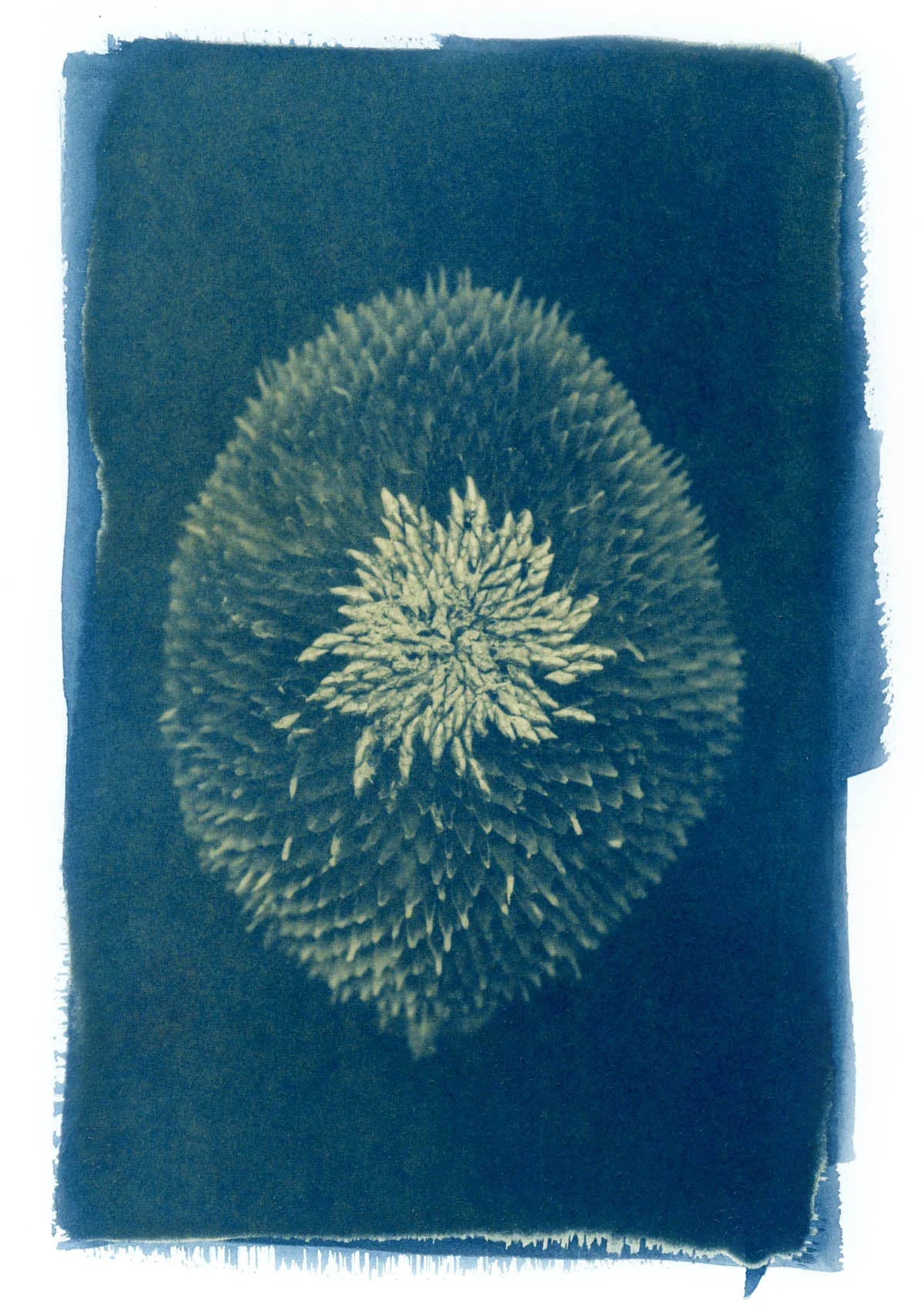 Cyanotype