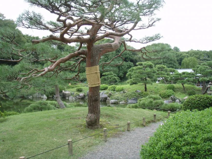 Photo Credit: The Japan Times