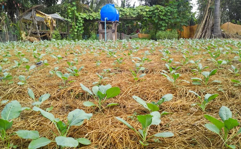 Rice straw mulching — Live Rice