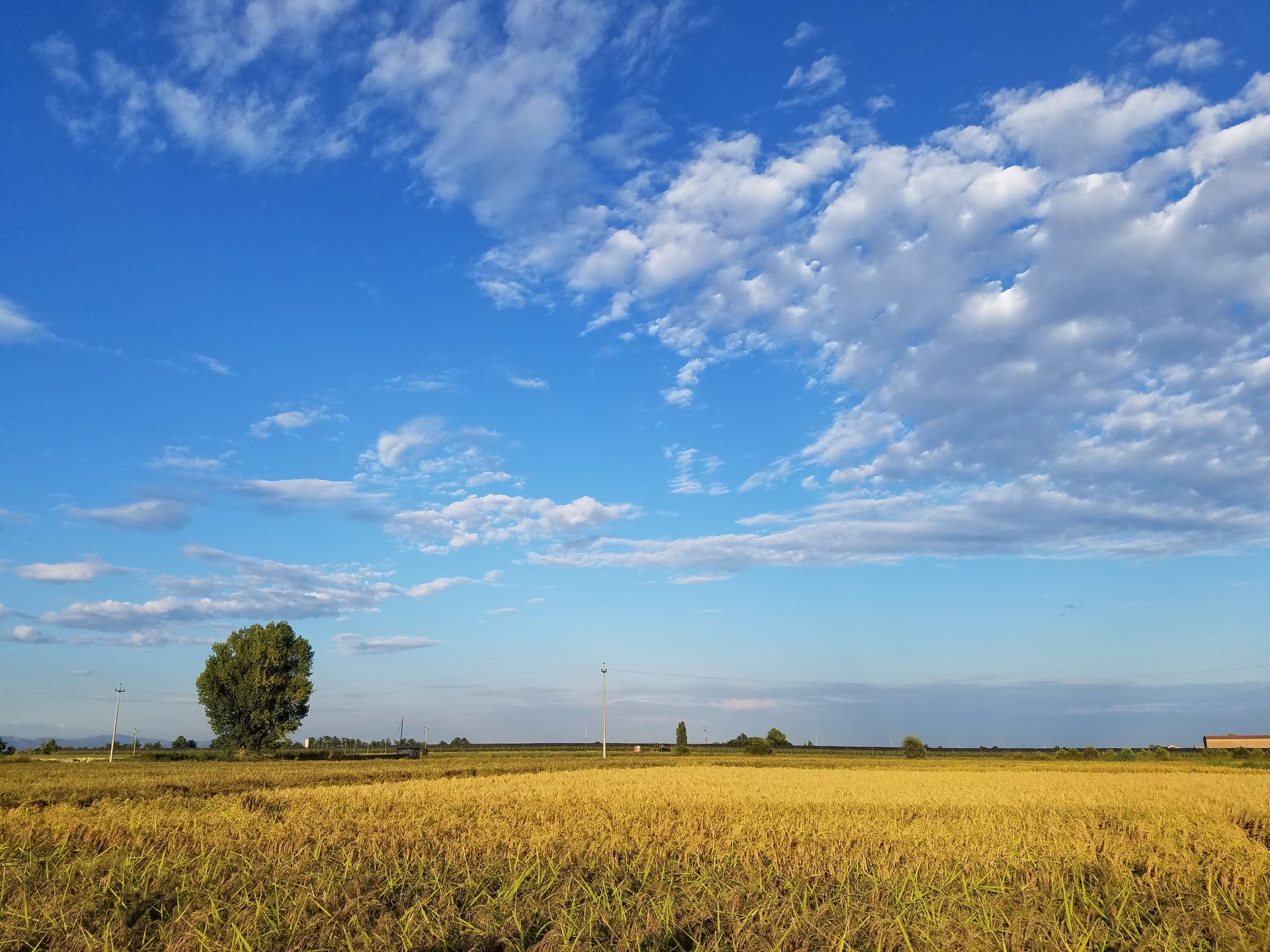 Melotti Rice Fields