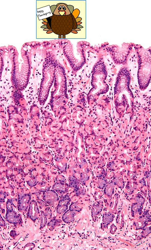 turkey small and stomach tissue.png