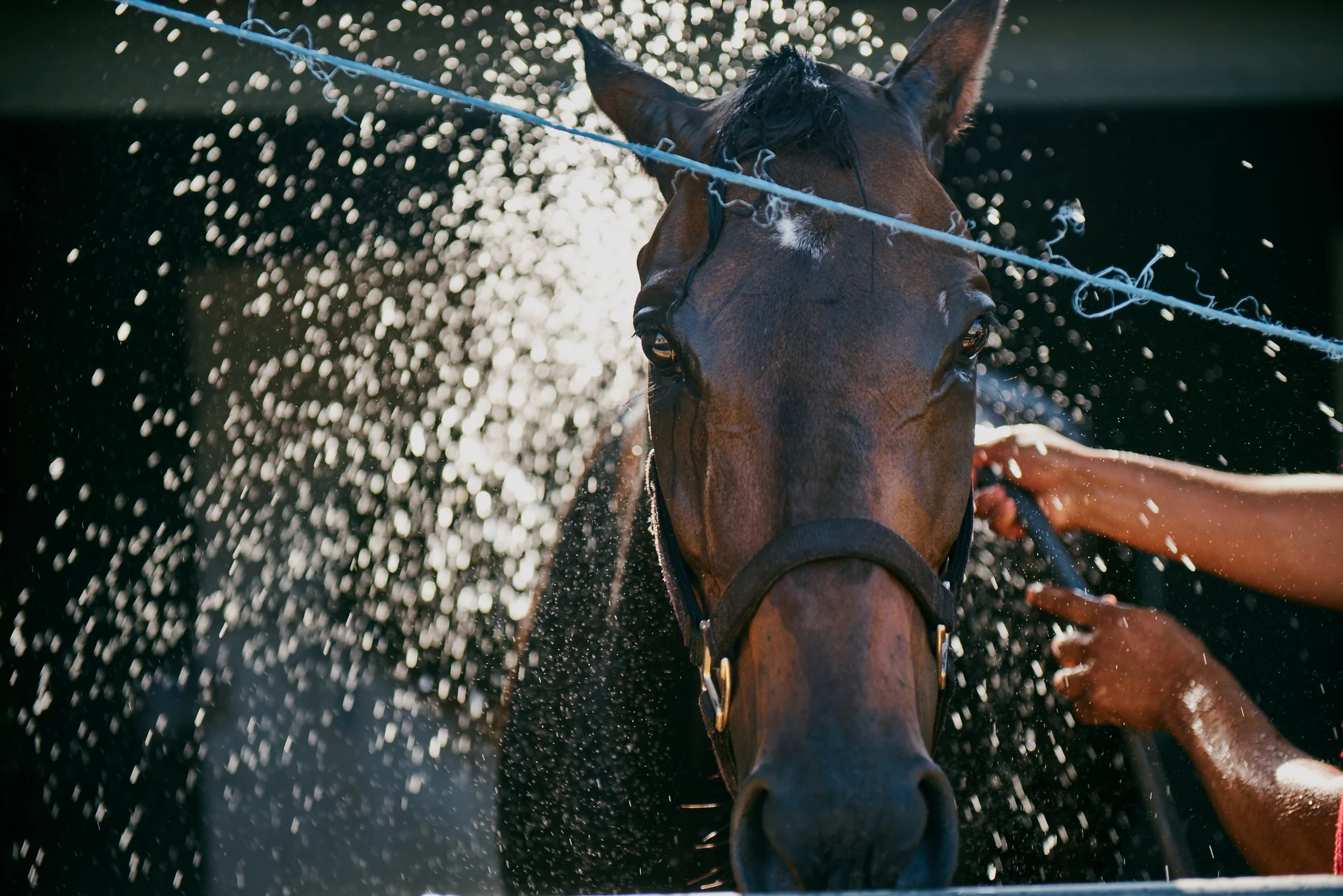 SantaAnita_02_0977.jpg