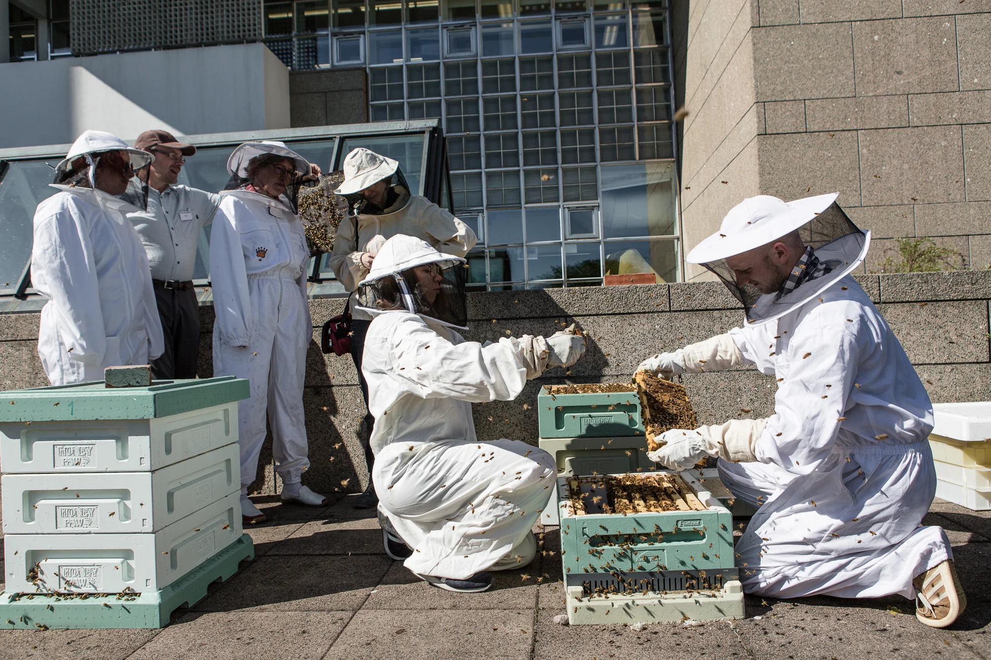  Apiary at the city center of Helsinki.&nbsp;  © Maaseudun Tulevaisuus&nbsp; 