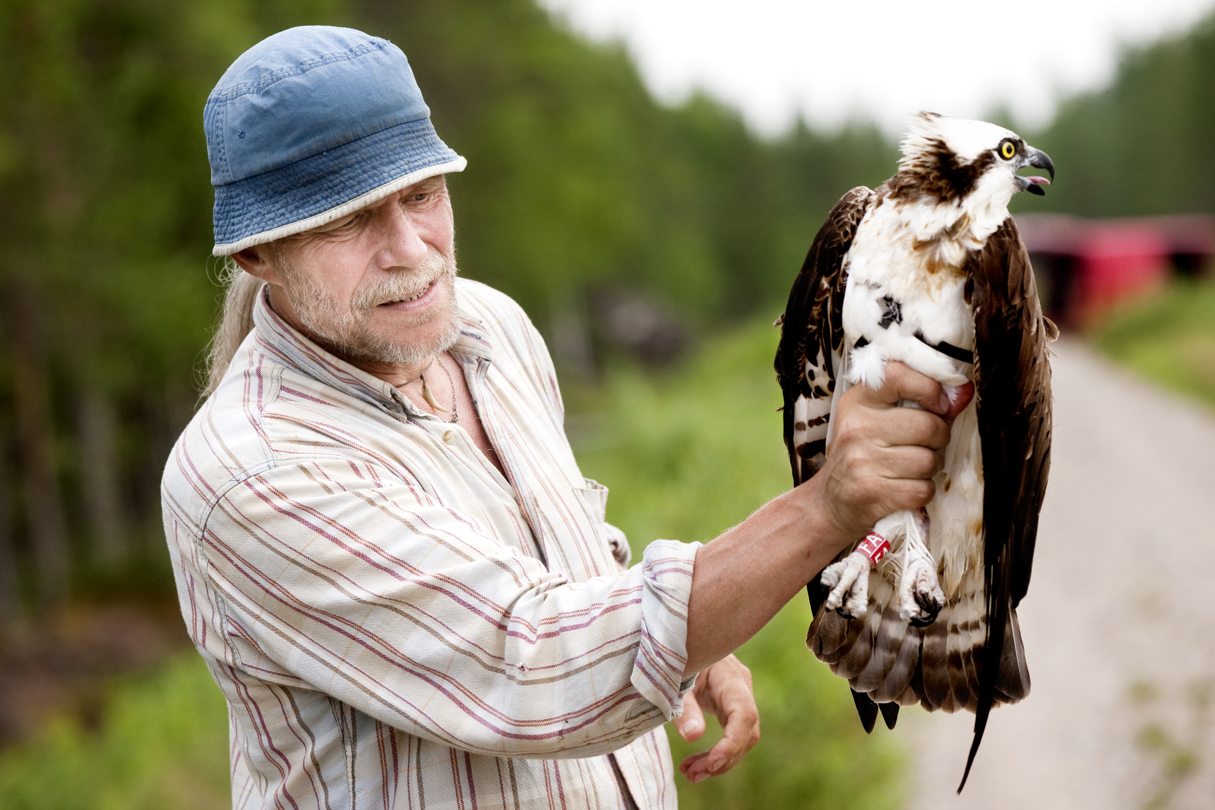 Biologists Vesa Hyyryläinen holds Osprey. © Kainuun Sanomat