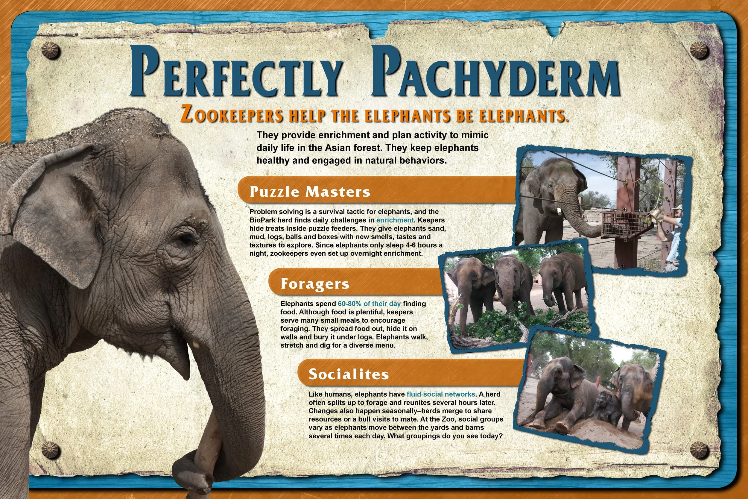 8-Perfectly Pachyderm.jpg
